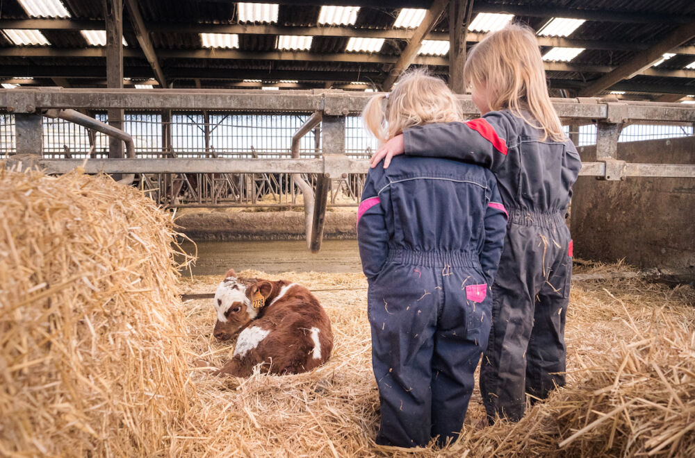 Les deux filles du propriétaire de la ferme viennent faire la connaissance des veaux nés dans les jours précédents.
