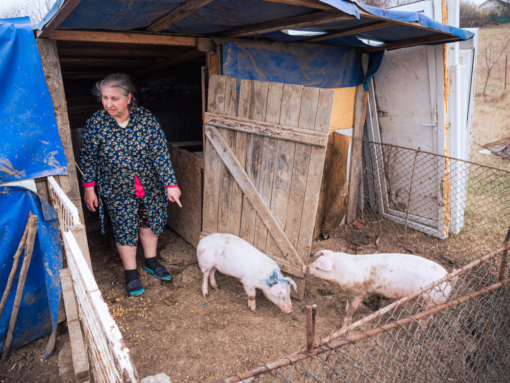 Une bénéficiaire de l'aide de l'association nous montre celui de ses deux cochons pour qui elle a dû acheter des médicaments, qui coutaient une fortune pour elle. Cette femme accueille chez elle non seulement ses petits-enfants mais aussi un couple de personnes encore plus en difficultés qu'elle. Un exemple émouvant de solidarité.
